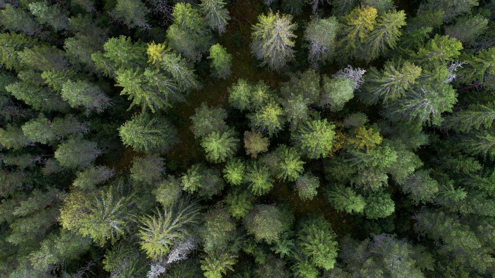 You are currently viewing Salary Survey Services in Montenegro